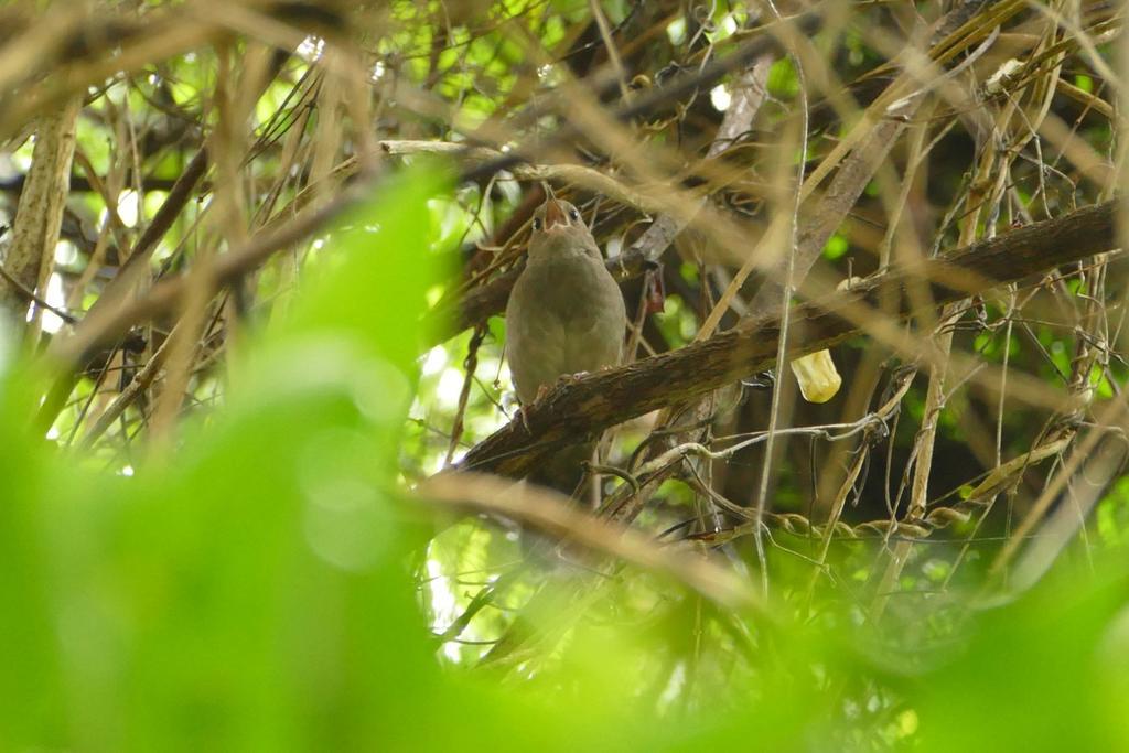 Wildernis Kingfisher Country House מראה חיצוני תמונה