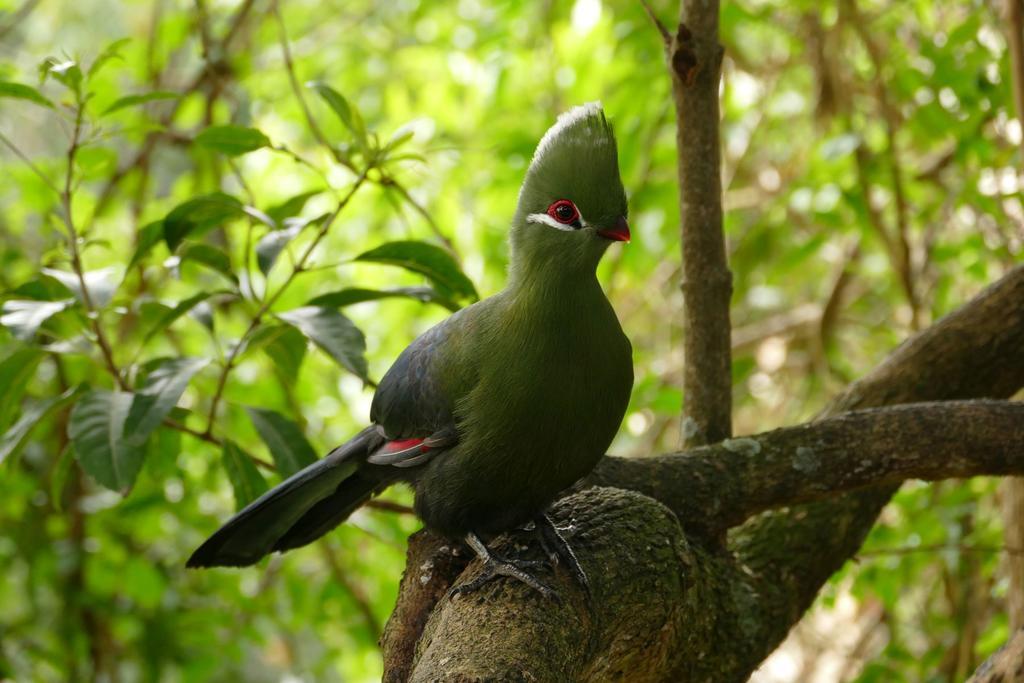 Wildernis Kingfisher Country House מראה חיצוני תמונה