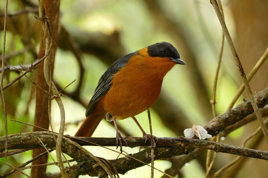 Wildernis Kingfisher Country House מראה חיצוני תמונה