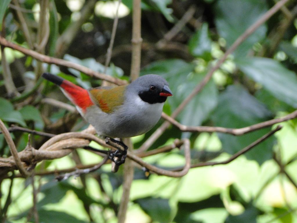 Wildernis Kingfisher Country House מראה חיצוני תמונה
